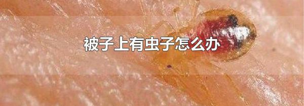 被子上有虫子怎么办