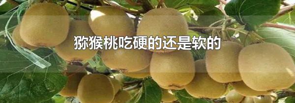 猕猴桃吃硬的还是软的