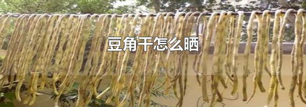 豆角干怎么晒