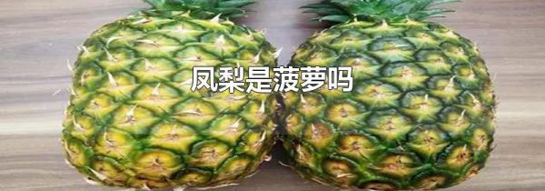 凤梨是菠萝吗