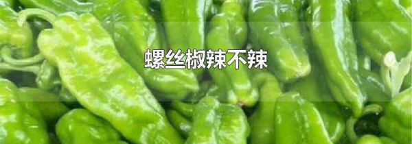 螺丝椒辣不辣