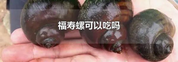 福寿螺可以吃吗