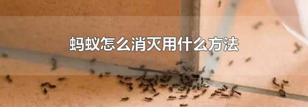 蚂蚁怎么消灭用什么方法