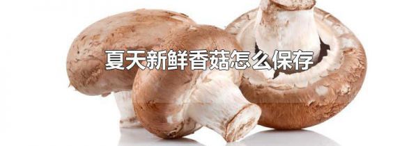 夏天新鲜香菇怎么保存