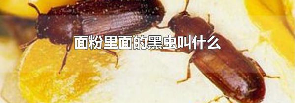 面粉里面的黑虫叫什么