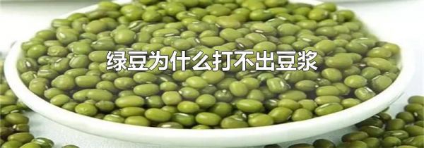 绿豆为什么打不出豆浆