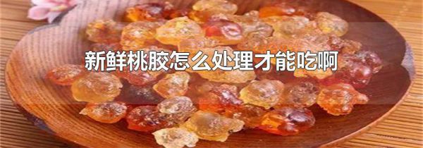 新鲜桃胶怎么处理才能吃啊