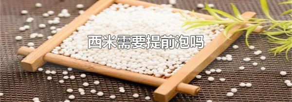 西米需要提前泡吗