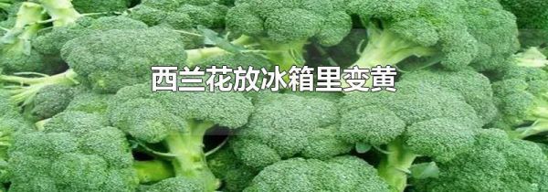 西兰花放冰箱里变黄
