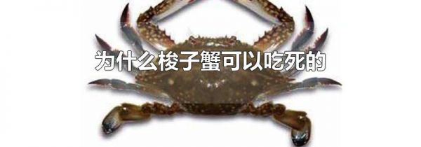 为什么梭子蟹可以吃死的