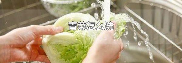 青菜怎么洗