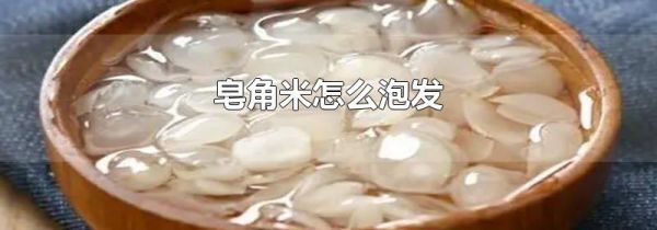 皂角米怎么泡发