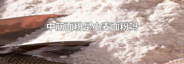 中筋面粉是小麦面粉吗