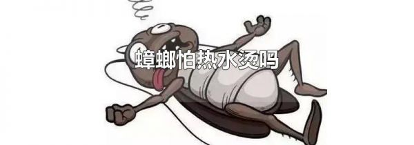 蟑螂怕热水烫吗