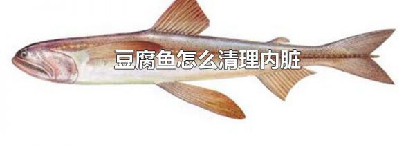 豆腐鱼怎么清理内脏