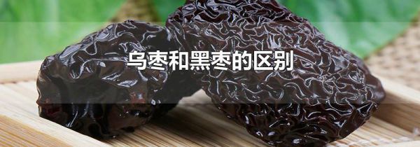 乌枣和黑枣的区别