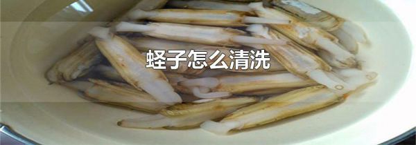 蛏子怎么清洗