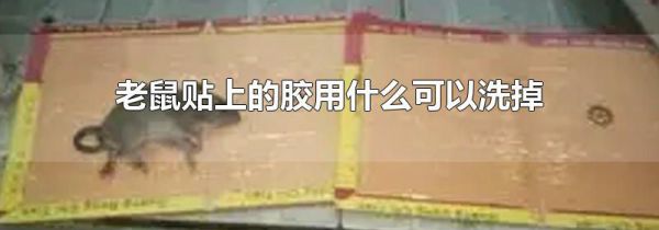 老鼠贴上的胶用什么可以洗掉