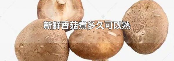 新鲜香菇煮多久可以熟