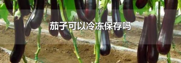 茄子可以冷冻保存吗