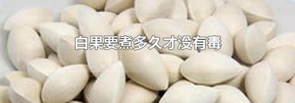 白果要煮多久才没有毒