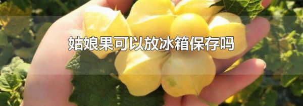 姑娘果可以放冰箱保存吗