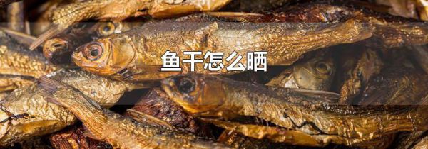 鱼干怎么晒