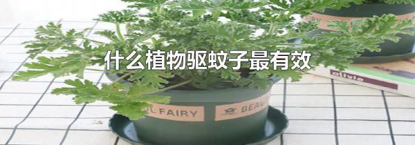 什么植物驱蚊子最有效