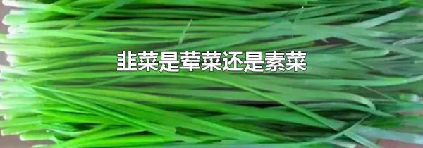 韭菜是荤菜还是素菜