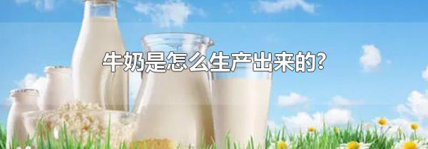 牛奶是怎么生产出来的?