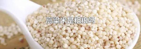 高粱米是粗粮吗
