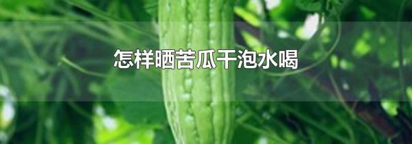 怎样晒苦瓜干泡水喝