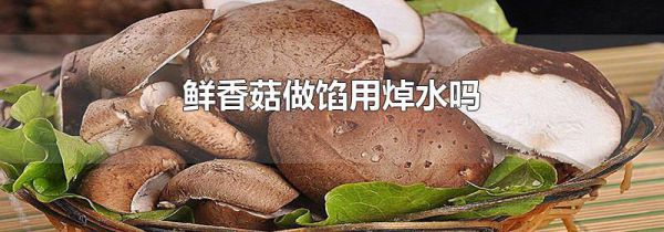 鲜香菇做馅用焯水吗