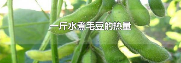 一斤水煮毛豆的热量