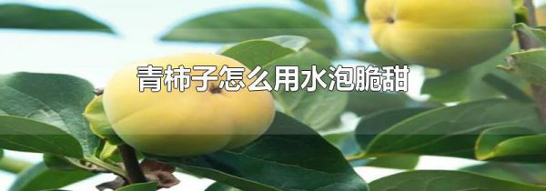 青柿子怎么用水泡脆甜