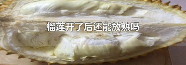 榴莲开了后还能放熟吗