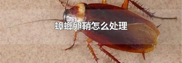 蟑螂卵鞘怎么处理