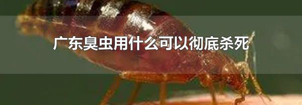 广东臭虫用什么可以彻底杀死