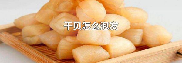 干贝怎么泡发