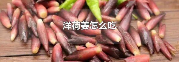 洋荷姜怎么吃