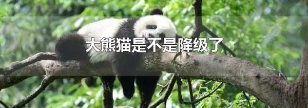 大熊猫是不是降级了