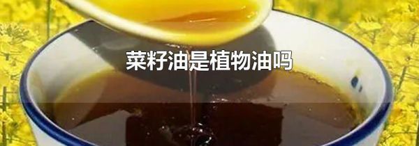 菜籽油是植物油吗