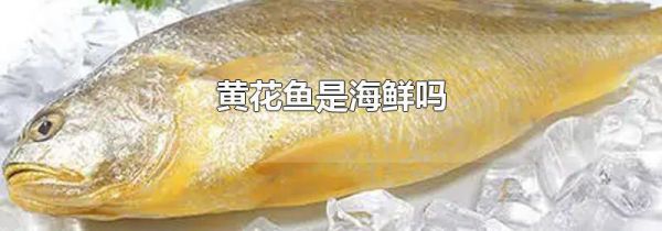 黄花鱼是海鲜吗