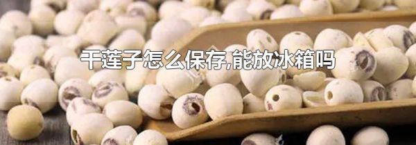 干莲子怎么保存,能放冰箱吗