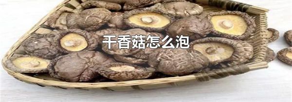 干香菇怎么泡
