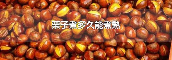 栗子煮多久能煮熟