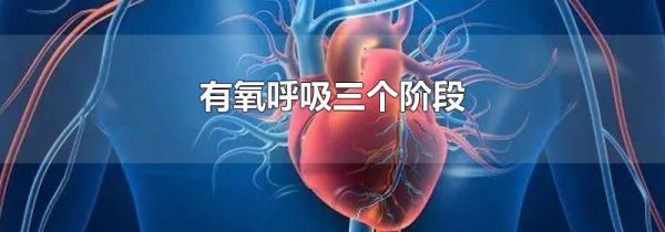 有氧呼吸三个阶段