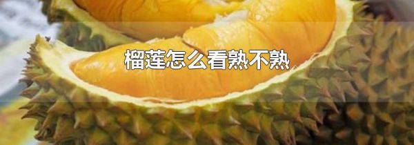榴莲怎么看熟不熟