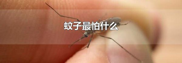 蚊子最怕什么