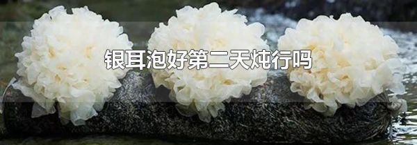 银耳泡好第二天炖行吗